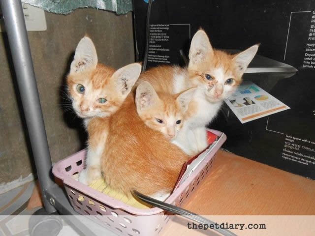 3 cute little kittens