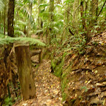 Timber post and track close to Muirs Lookout in the Watagans (320243)