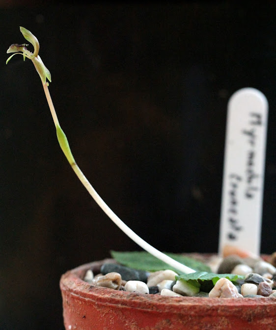 Chiloglottis truncata IMG_8218