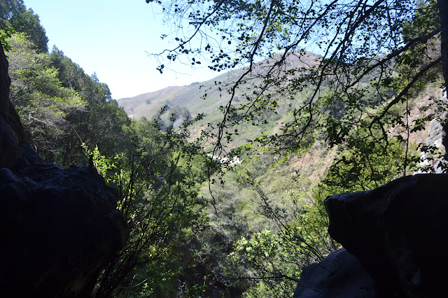 highway 1 in the trees