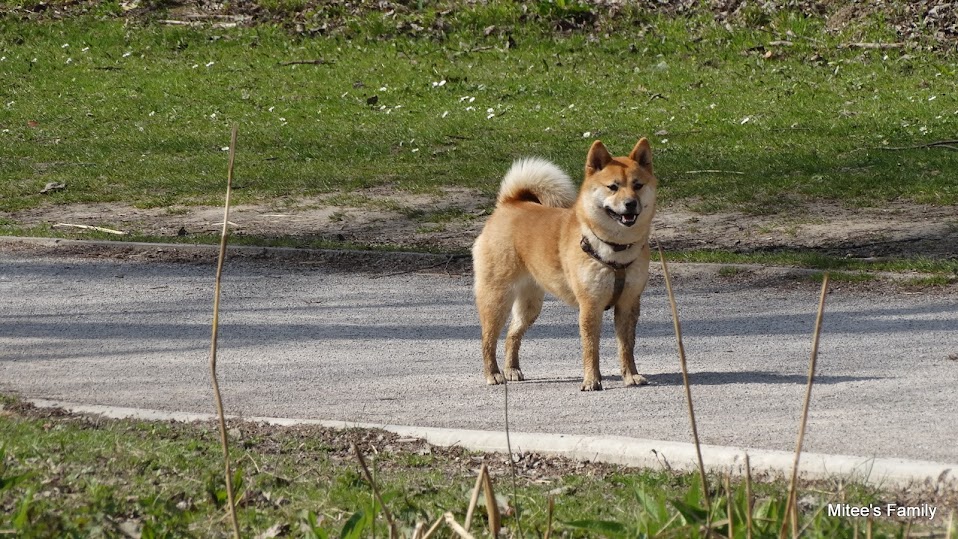 Balades canines en Nord (59)/Pas de Calais (62) - Boulogne-sur-Mer, Calais et Lille - Page 4 DSC01889