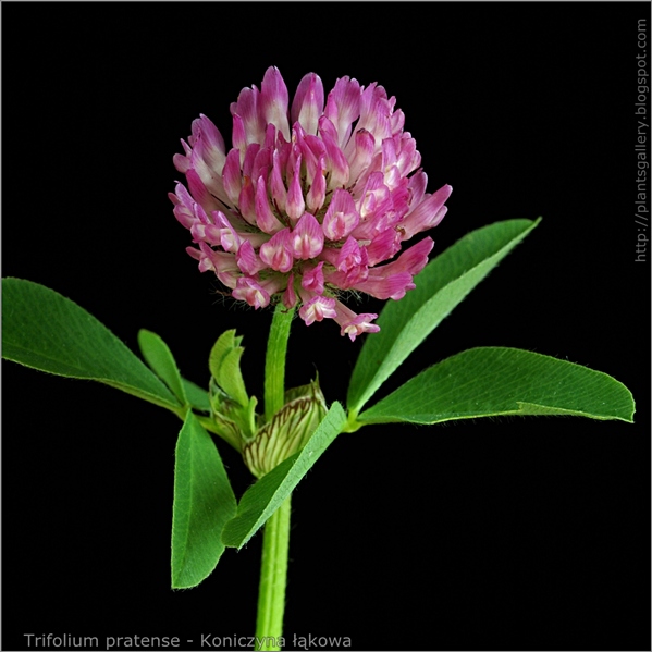 Trifolium pratense inflorescence - Koniczyna łąkowa kwiatostan i liście