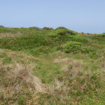 Bournda Island heath (107122)