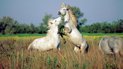 Wild Horses of Camargue, Southern France.jpg