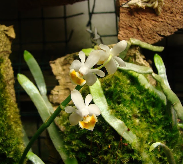 Phalaenopsis malipoensis DSC08823%25281%2529