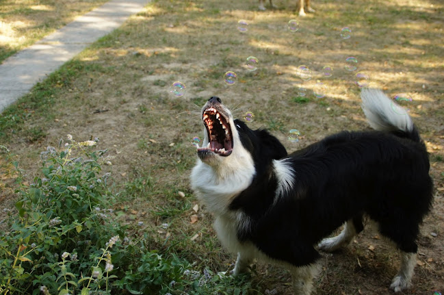 DSC08368.JPG