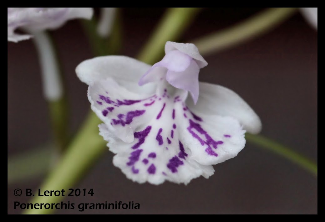 Ponerorchis graminifolia IMG_9903