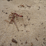 Ant in sand on the Awabakal Nature Reserve (391946)