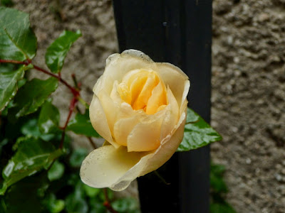 [Bild: PC020774.jpg]