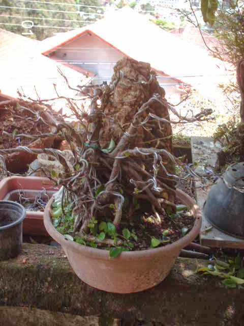 Ficus Microcarpa Começando... PICT2501