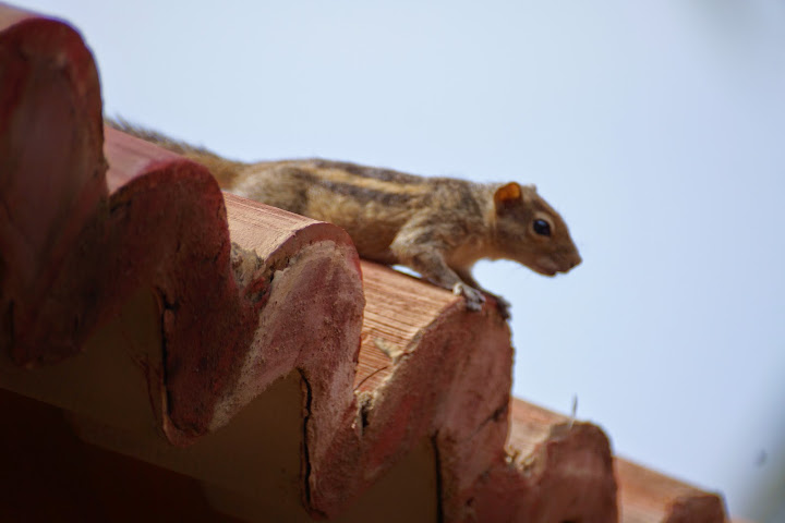 Шри-Ланка: на машине 1 100 км,  фото без комментариев, март-апрель 2013г.