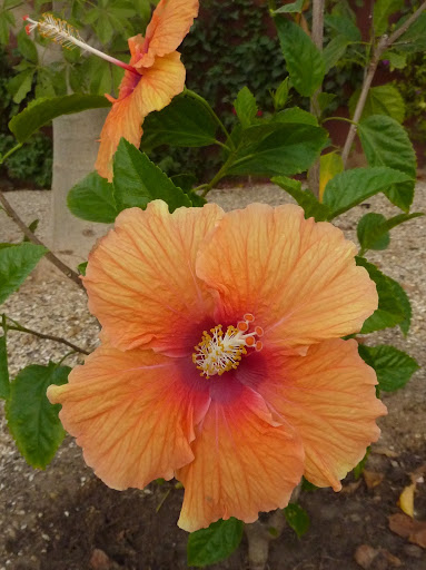 Mes hibiscus et moi...une longue histoire - Page 12 P1030565