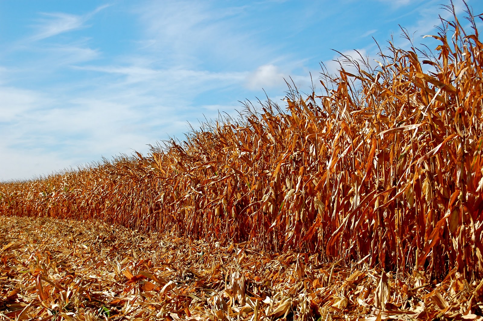 the-latest-dirt-interesting-corn-facts