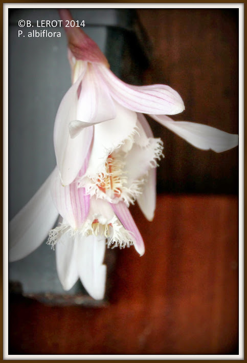 Pleione albiflora    !!!!RARE!!!! IMG_8978