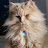 Nann Halliwell avatar image