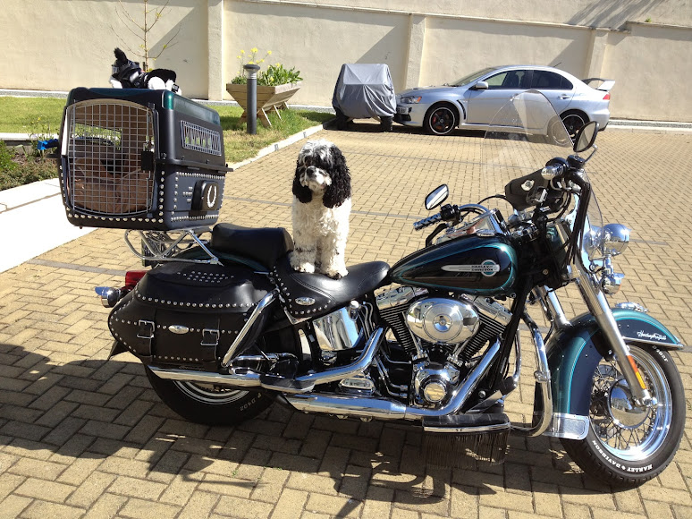 Charlie Brown American cocker spaniel,  on a Harley Davidson