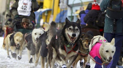 В Аляска започна 39-ото издание на най-дългото състезание с кучешки впрягове в света 