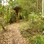Track and forest near Gap Creek picnic area in the Watagans (323606)