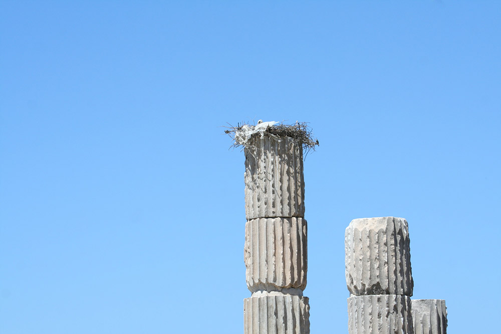 аисты, гнездо, храм Аполлона