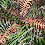 Ferns beside track to Martins Lookout (147240)