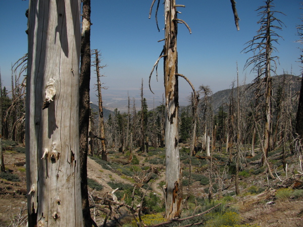 trail meandering through a stand of dead trees as it passes through a bowl of land