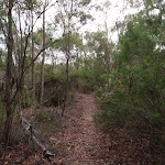 Track to Gibberagong Lookout (116998)