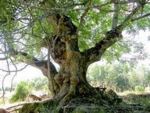 Celtic Tree Month Of Ash Begins Today