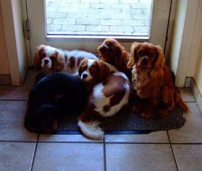 Photos of Tollund Hunde- og Kattepension