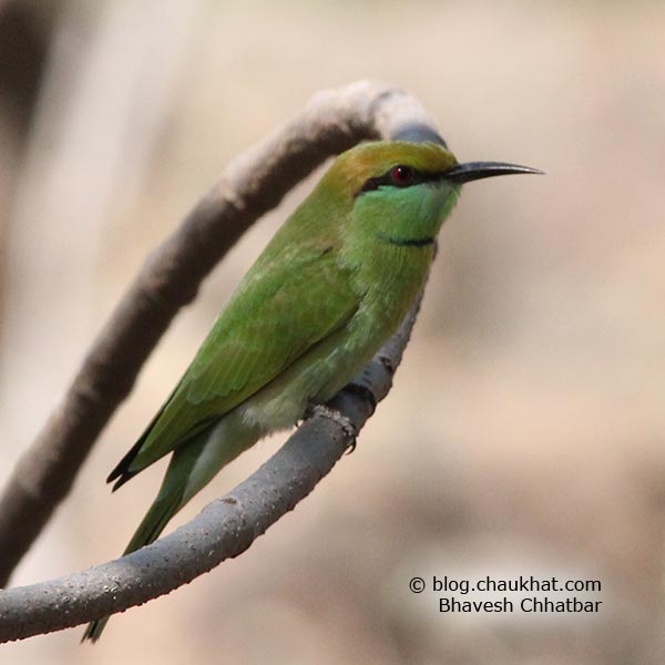 Green Bee-eater [Merops orientalis] photographed in Bhuleshwar