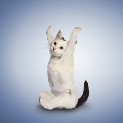Кошка на зарядке Кошка на зарядке