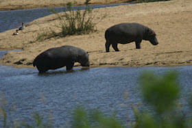 Wildlife Photos of Hippopotamus (Kruger National Park and Ulu Saba, South Africa)