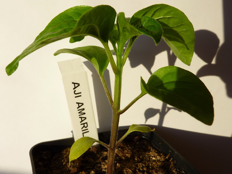 Aji Amarillo (Capsicum baccatum) | Chiliforum - Hot-Pain.de