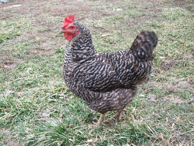 barred-rock-chicken