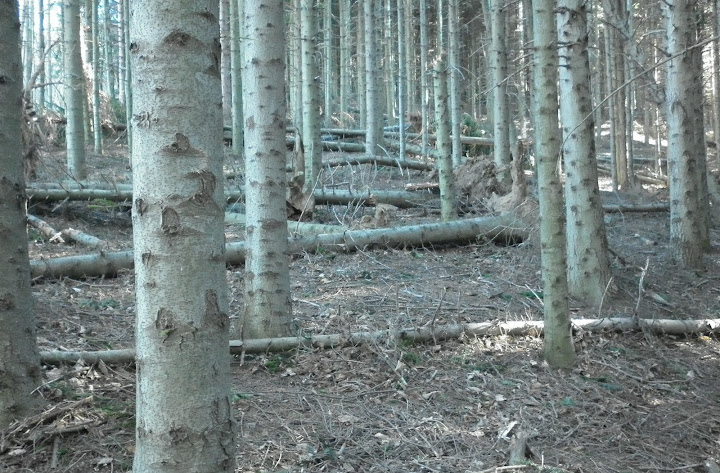 P1000956.JPG