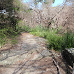 Track over Mt Trefle (252521)