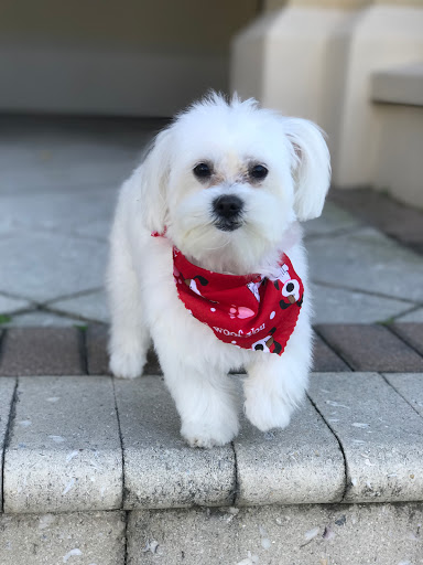 Pet Groomer «Le Chien Pet SPA, Hotel & Grooming», reviews and photos, 250 Sunny Isles Blvd #1, Sunny Isles Beach, FL 33160, USA