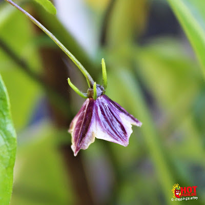 capsicum-lanceolatum_flower.jpg