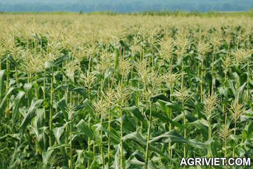 [Cần bán] Cung cấp bắp ủ chua thức ăn chăn nuôi Agriviet.Com-cornfield