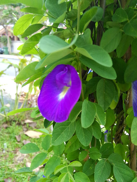 Kebun sejemput: Bunga Telang & Nasi Lemak Biru