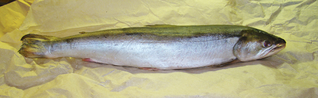 malma fish1 1a