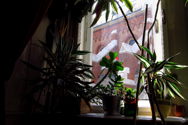plants in the window