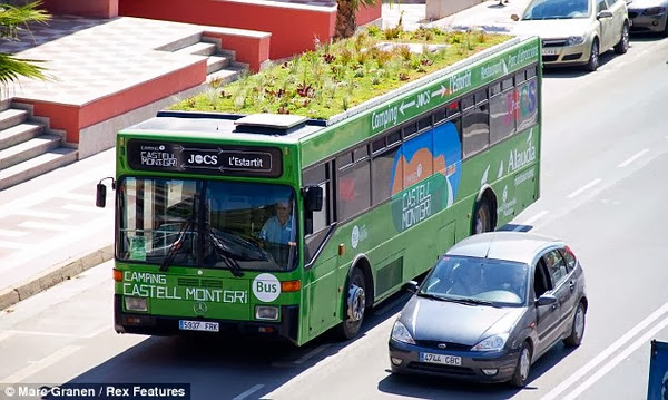 trồng cây trên nút xe bus
