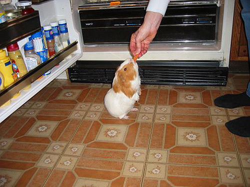 Een cavia die in de keuken een wortel krijgt van zijn baasje