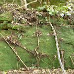 Moss wall south of Wollombi Brook crossing (364400)