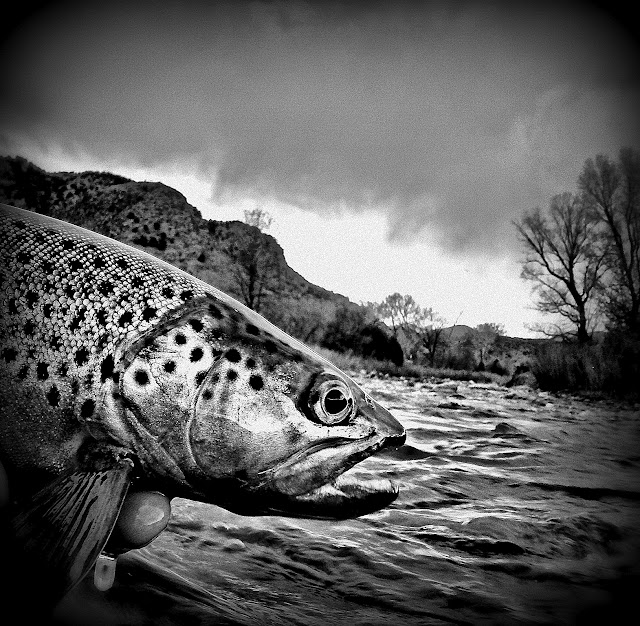 awesome brown trout