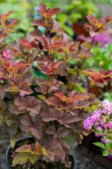 Physocarpus Amber Jubilee Physocarpus-amber-jubilee_120827-044m