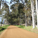 scattered gum trees lining the road (60096)