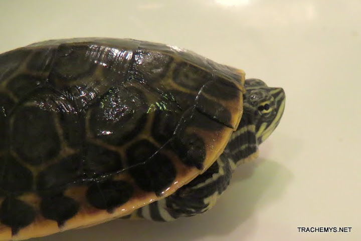 Deirochelys reticularia reticularia IMG_1946