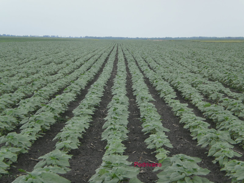 P5150013.JPG