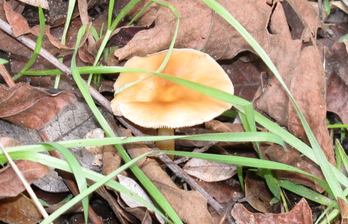 small and gilled butter colored mushroom top